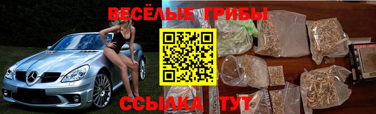 Галлюциногенные грибы Psilocybe  Вход с VPN  Гай 